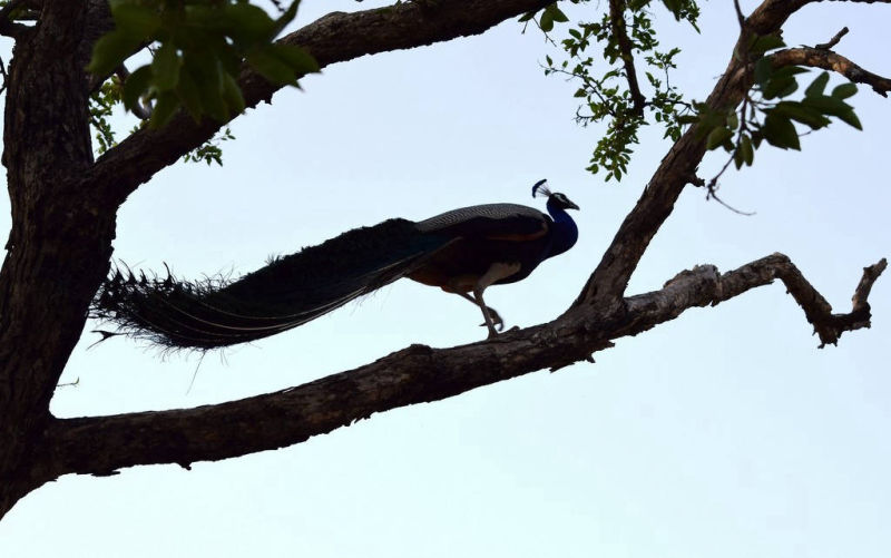Nature at Lakeshore Udaipur